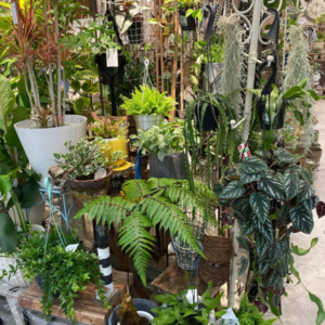 【数量限定】涼しげハンギンググリーン〈直営店共通〉