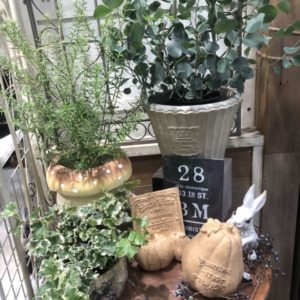 秋にピッタリな鉢と雑貨〈西宮店〉