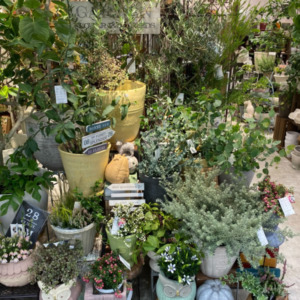 【数量限定】ガーデニングにおすすめ植物が限定入荷！〈直営店共通〉