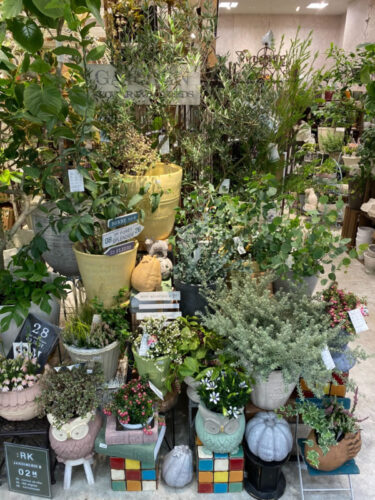 【数量限定】ガーデニングにおすすめ植物が限定入荷！〈直営店共通〉