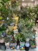 【数量限定】ガーデニングにおすすめ植物が限定入荷！〈直営店共通〉