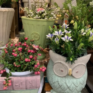 リンドウとハッピーベリー〈西宮店〉