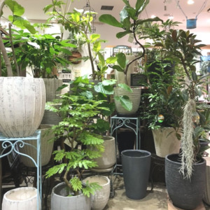 グラスファイバー鉢〈梅田店〉