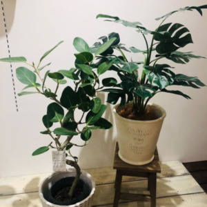 大型のフェイクグリーン〈京都桂川店〉